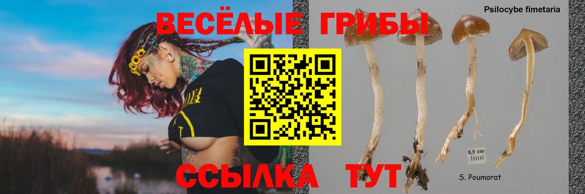 где продают   Псилоцибиновые грибы ЛСД  Вход с VPN  Соль-Илецк 